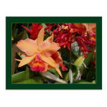 Pfirsich-Farbige Blüte am botanischen Gebäude, Bal Postkarten