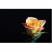 Pfirsich-Rose Foto Ausschnitt