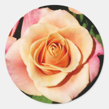 Pfirsich-Rosen-Aufkleber