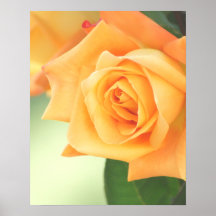 Pfirsich-Rosen-Plakat wählen Größe