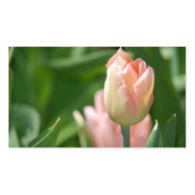 Pfirsich-Tulpe - Geschäft Visitenkarten Vorlagen
