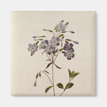 Phlox reptans magnete