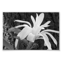 Photographischer Druck-Stern-Magnolie