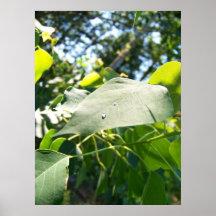 Phu Nuoc Plakatdruck