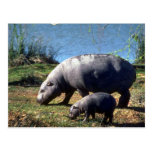 Pigmy-Flusspferdkuh mit kleinem Kalb Postkarte