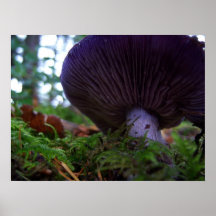 Pilz-Bild Posterdruck