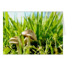 Pilz-Gruß-Karte