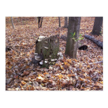 Pilze auf Stumpf-Postkarte