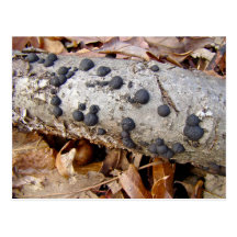 Pilze der Kohlenstoff-Ball-(Daldinia concentrica) Postkarte
