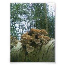 Pilze Foto Druck