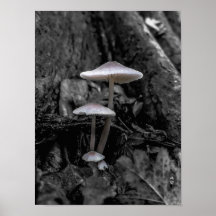 Pilze im Holz Poster