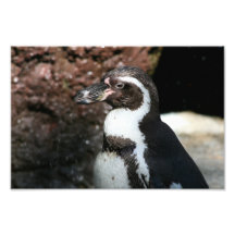 Pinguin-Foto