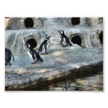 Pinguin-Menge Kunst Fotos