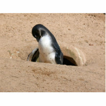 Pinguin-Vogel-Tier Foto Skulptur