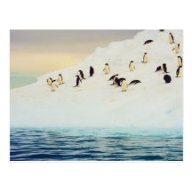 Pinguine auf Eis, Postkarte