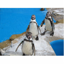 Pinguine Tier Foto Skulpturen