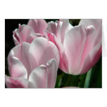 Pink Tulips Spring Flowers Central Park Greeting Card