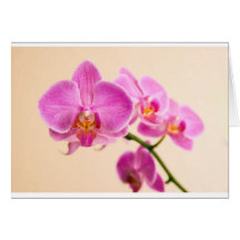 Pinke Orchidee Karten