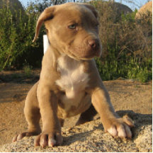 pitbull Welpen-Pop oben Ausschnitt