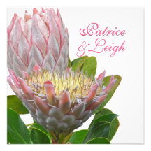 PixDezines frischer Maui Protea blaß - Rosa/diy Personalisierte Ankündigungskarte