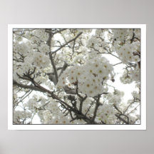 Plakat blossoms1