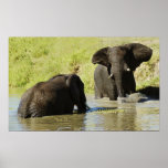 Plakat der Elefantschwimmens (afrikanischer Elefan