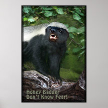 Plakat des Honig-Dachs-V2
