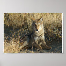Plakat des Kojoten R0015