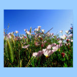 Plakat - Kalifornien-Wildblumen poster