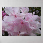 Plakat-Rhododendren