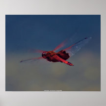 Plakat-rote Libelle - John ein Sylvester - Co…