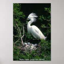 Plakat/Snowy-Reiher