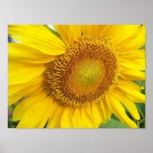 Plakat-Sonnenblume-Ruhm