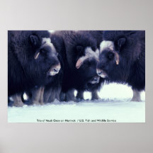 Plakat/Trio der Moschus-Ochsen auf Nunivak