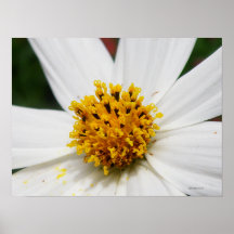 Plakat-weißer Ruhm-Blumen-Foto-Druck ZIZZAGO