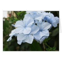 Plumbago 2 grußkarten