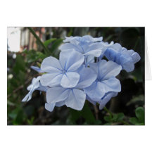 Plumbago 3 karte