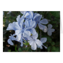 Plumbago 4 karte