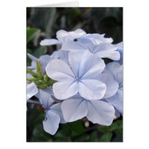 Plumbago 6 karten