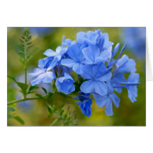 Plumbago - blaue Sommer-Blumen Grußkarten