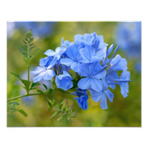 Plumbago - blaue Sommer-Blumen Photodrucke