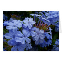 Plumbago-Blüten Grußkarten