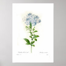 Plumbago caerulea posterdrucke