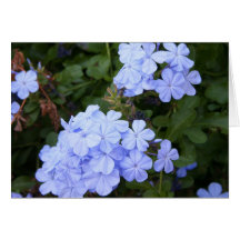 Plumbago-Gruß-Karte