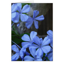 Plumbago Karten