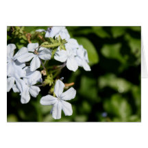 Plumbago Karten