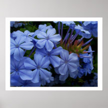 Plumbago Poster