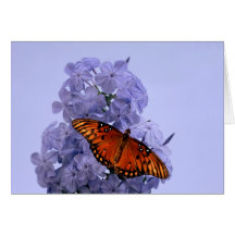 Plumbagound GolfFritillary Grußkarten