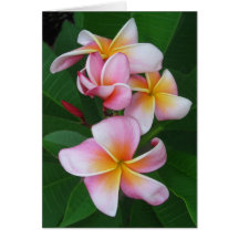 Plumeria-Blüte Karte