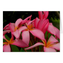 Plumeria - das wilde Rosa des Asses Karten